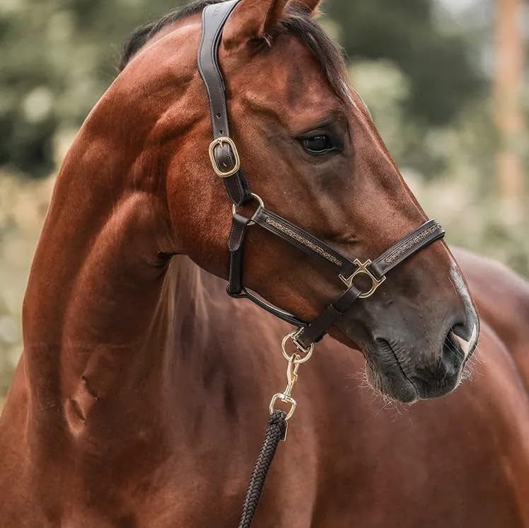 2026 Horse Advent Calendar