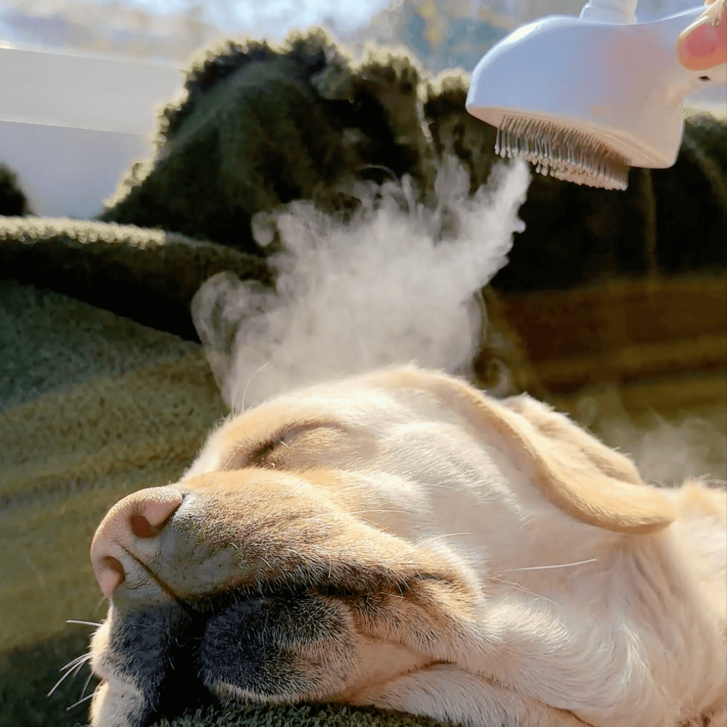 BrushPaw Steam Brush for Dogs