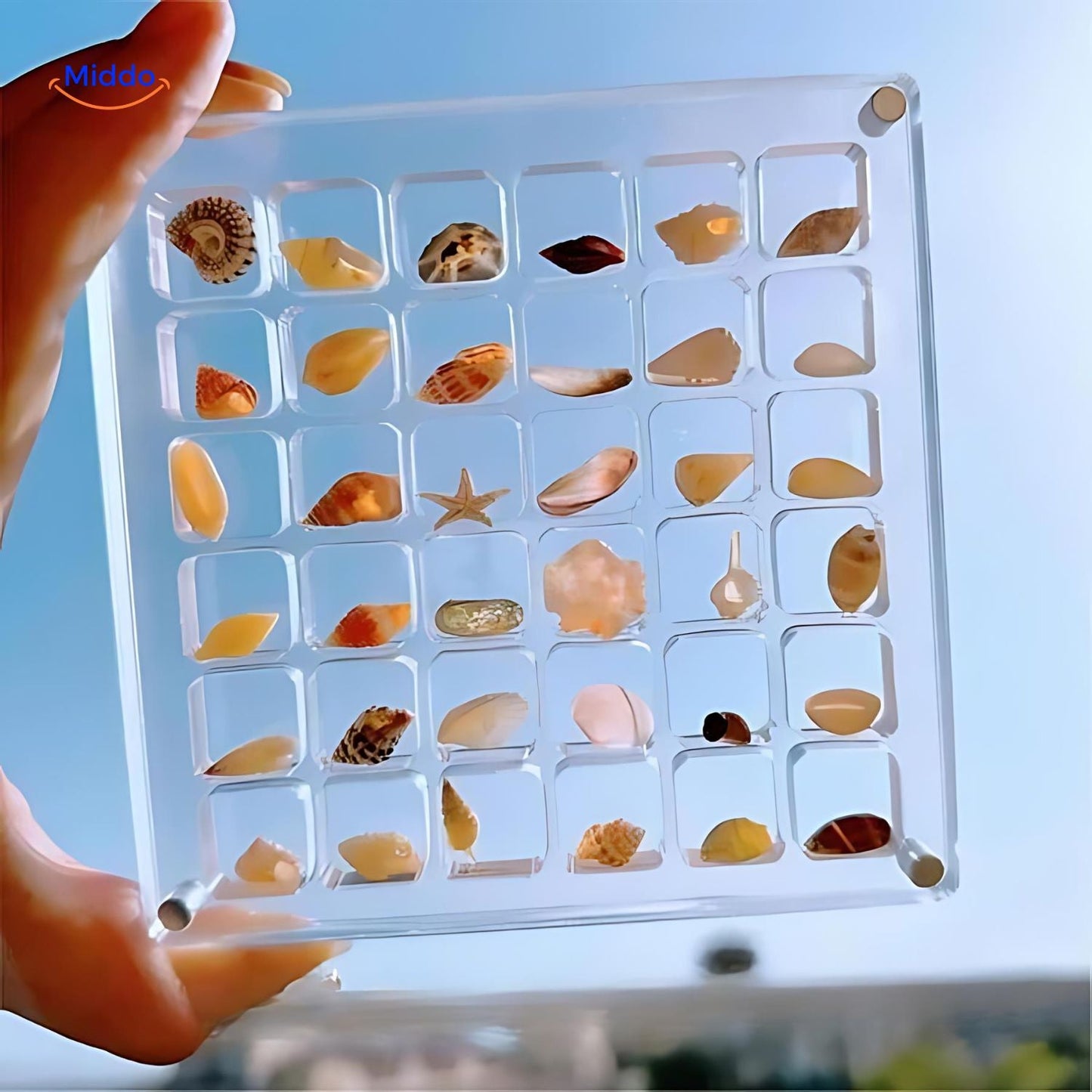 DisplayCase | The Ultimate Display Solution for Shells and More