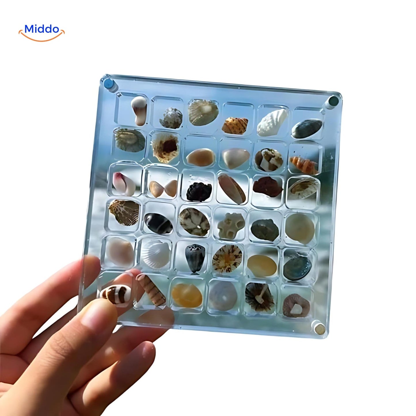DisplayCase | The Ultimate Display Solution for Shells and More