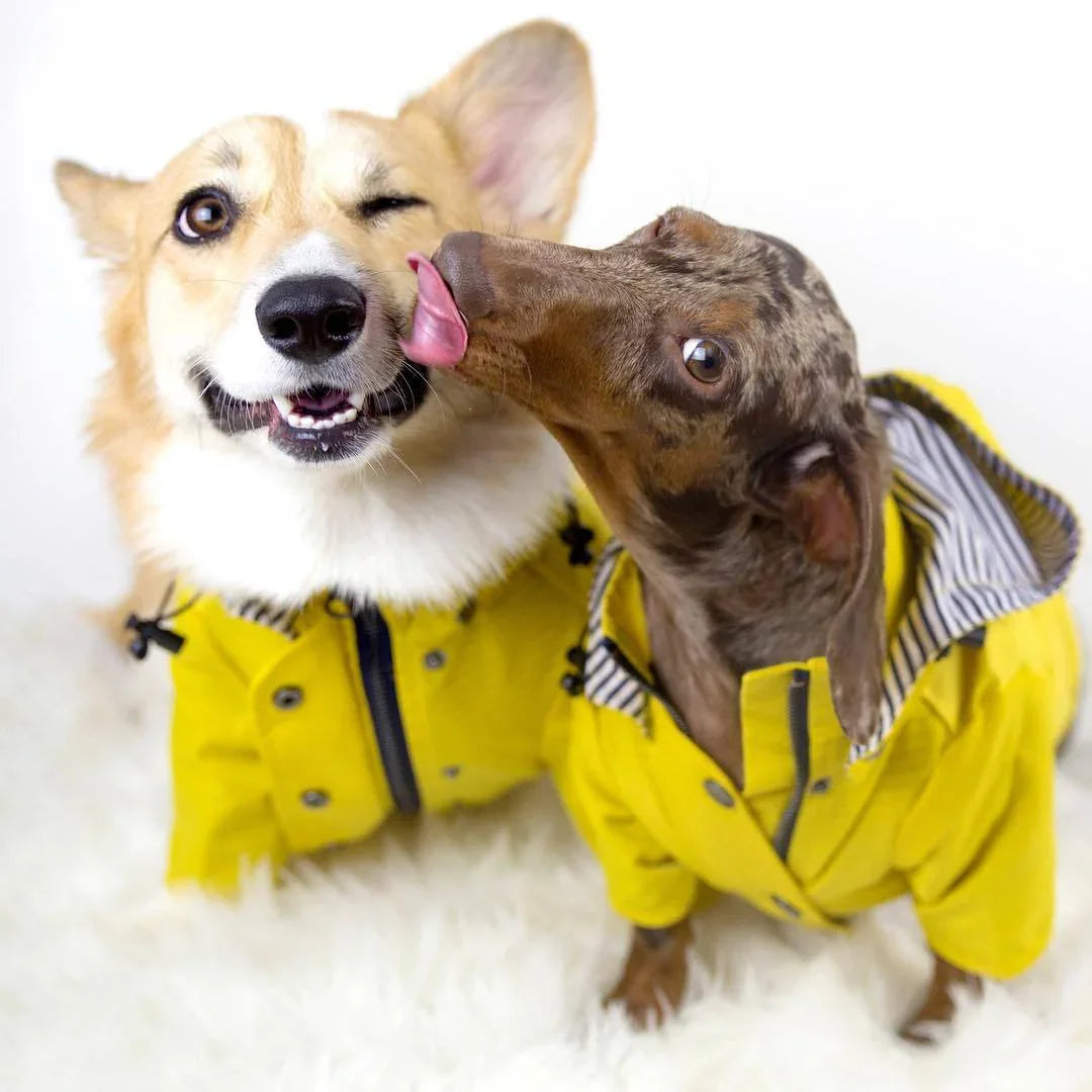Dog Raincoat Georgie