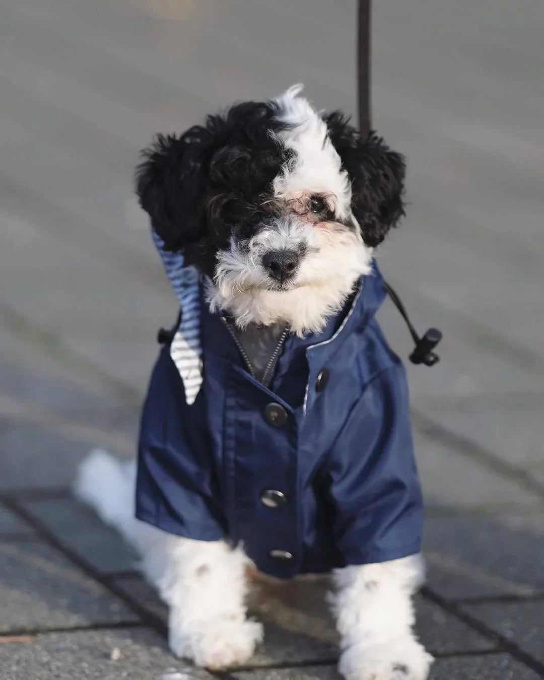 Dog Raincoat Georgie