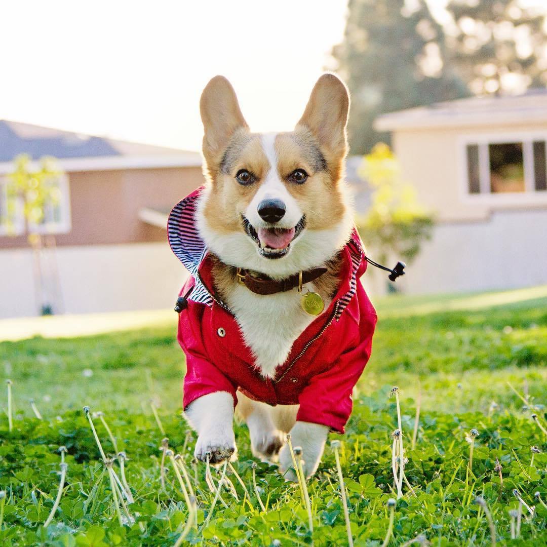 Dog Raincoat Georgie