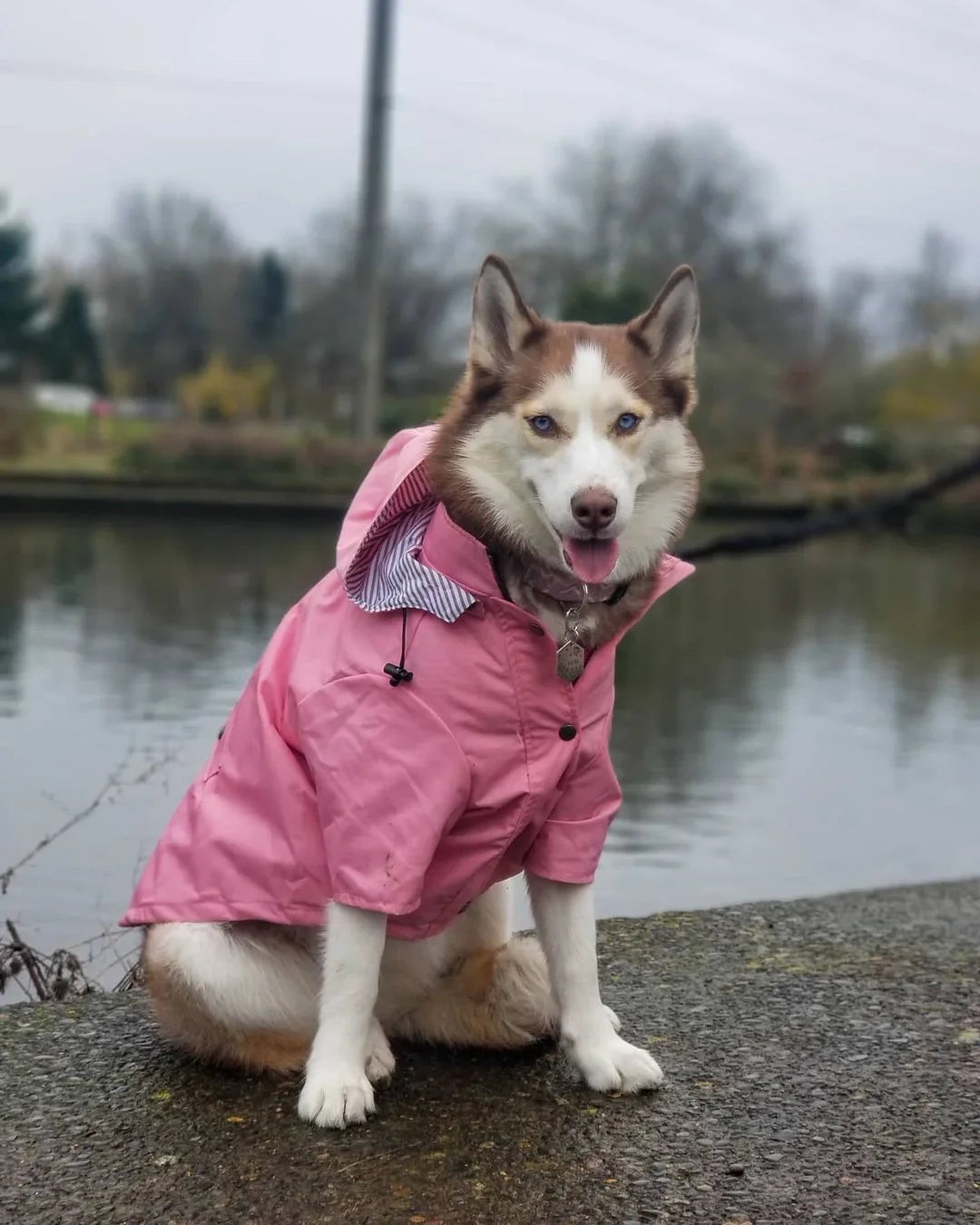 Dog Raincoat Georgie