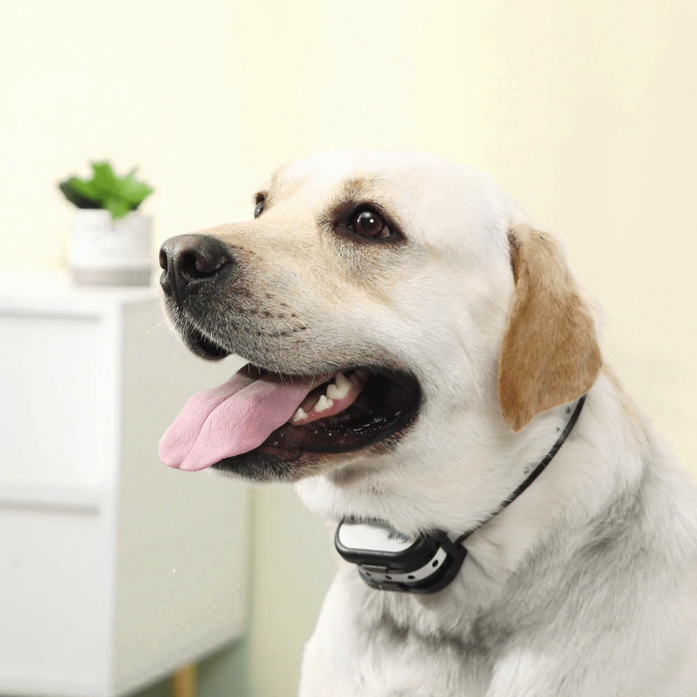 Electronic Wireless Fence for Dogs | Training Collar