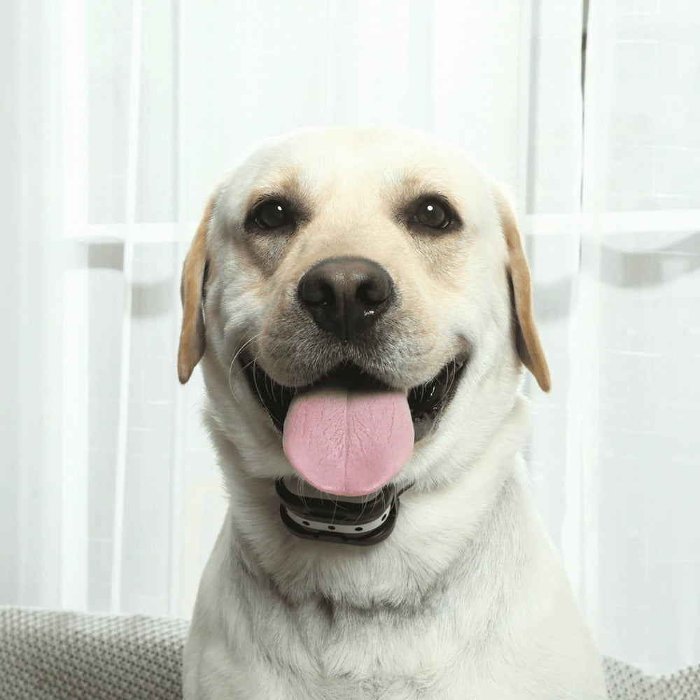 Electronic Wireless Fence for Dogs | Training Collar