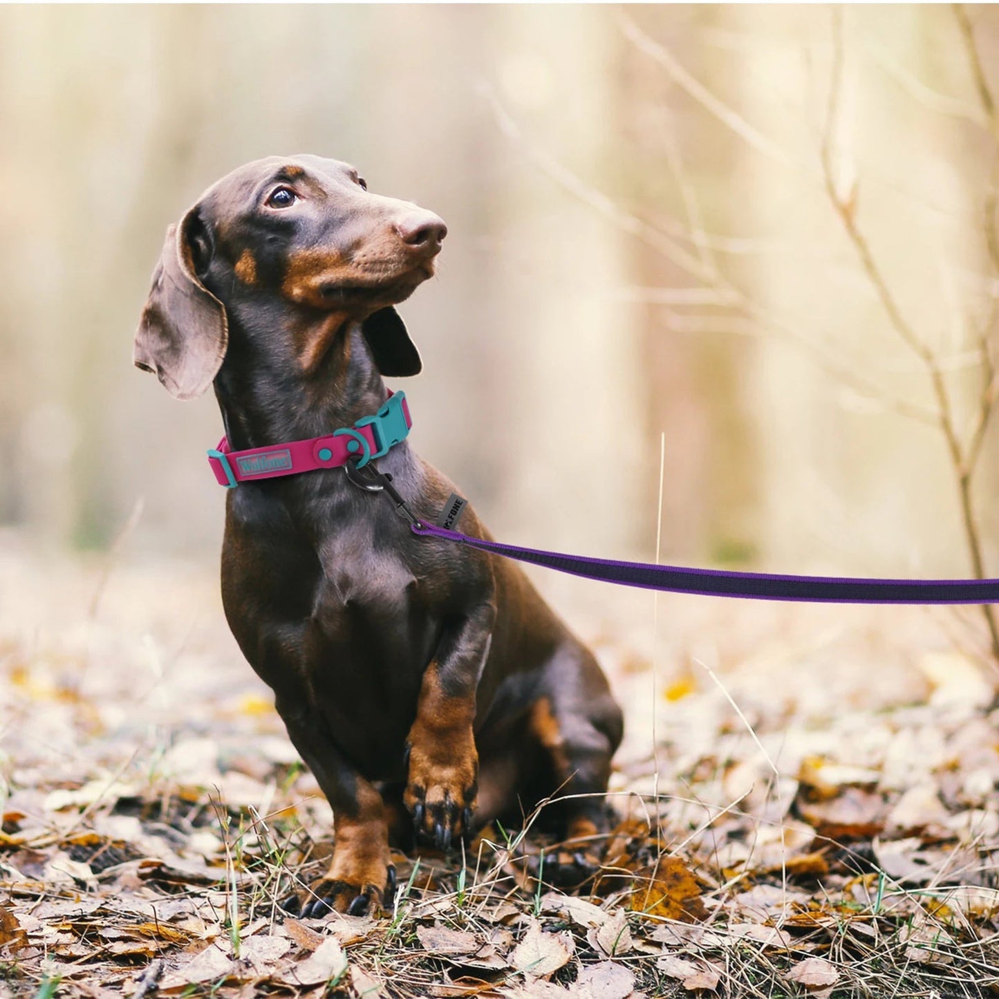 Extra Long Waterproof Dog Lead with Comfortable Handle