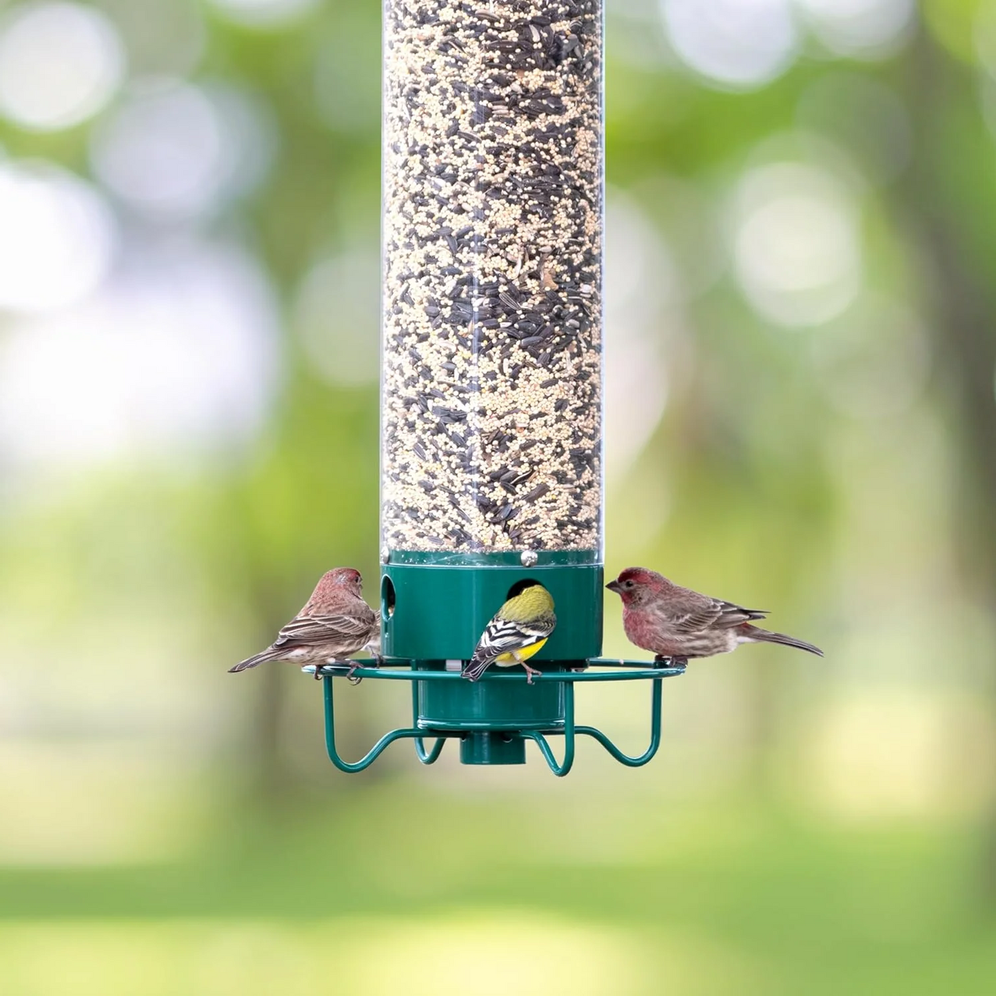 Heavy-Duty Squirrel-Proof Bird Feeder - Metal Design