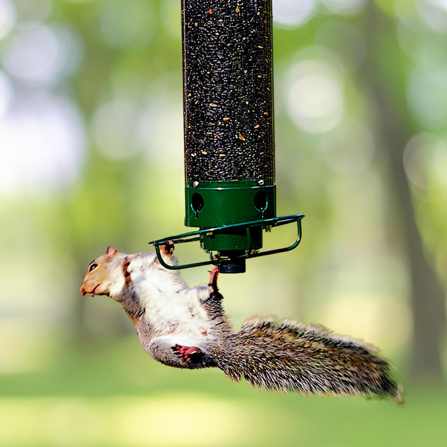 Heavy-Duty Squirrel-Proof Bird Feeder - Metal Design