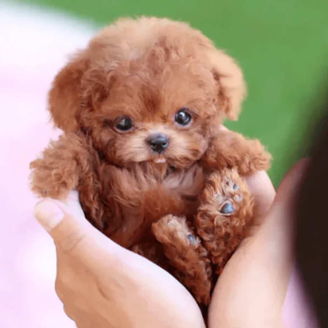 Interactive Smart Puppy - Educational Toy