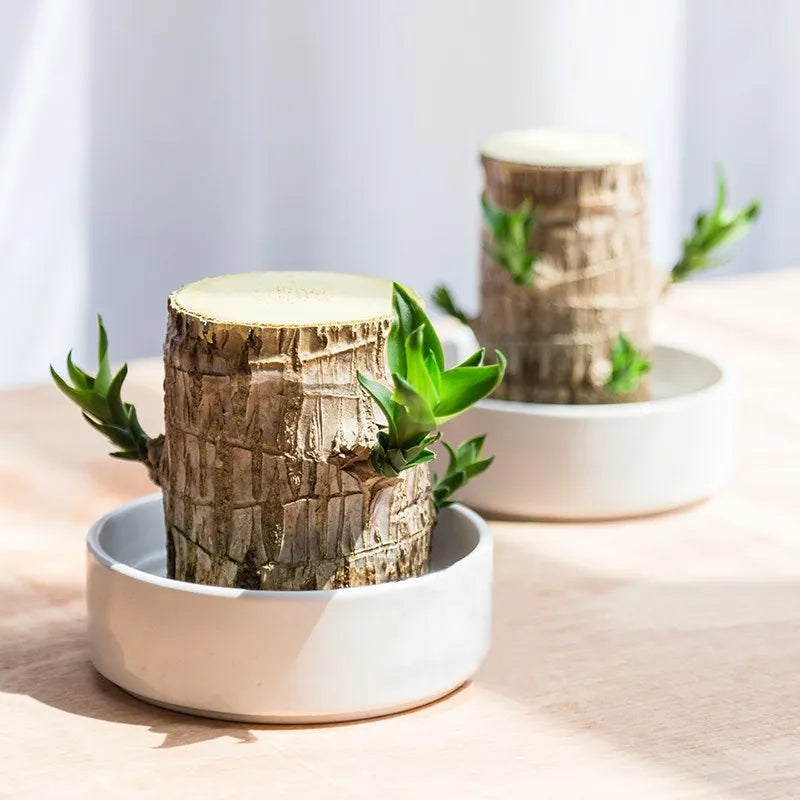 Lucky Wood Terrarium: Air Purifier & Symbol of Good Luck
