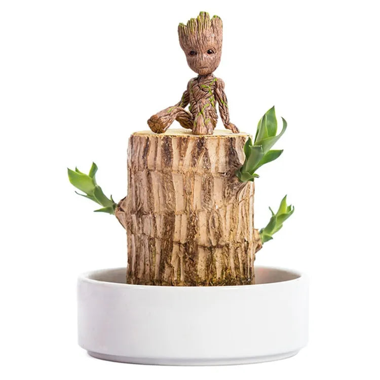 Lucky Wood Terrarium: Air Purifier & Symbol of Good Luck