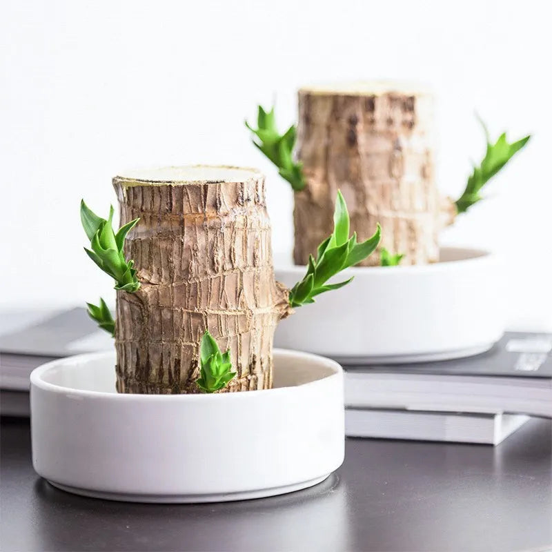 Lucky Wood Terrarium: Air Purifier & Symbol of Good Luck