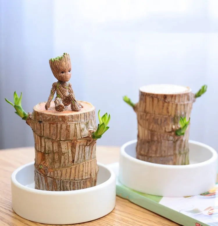 Lucky Wood Terrarium: Air Purifier & Symbol of Good Luck
