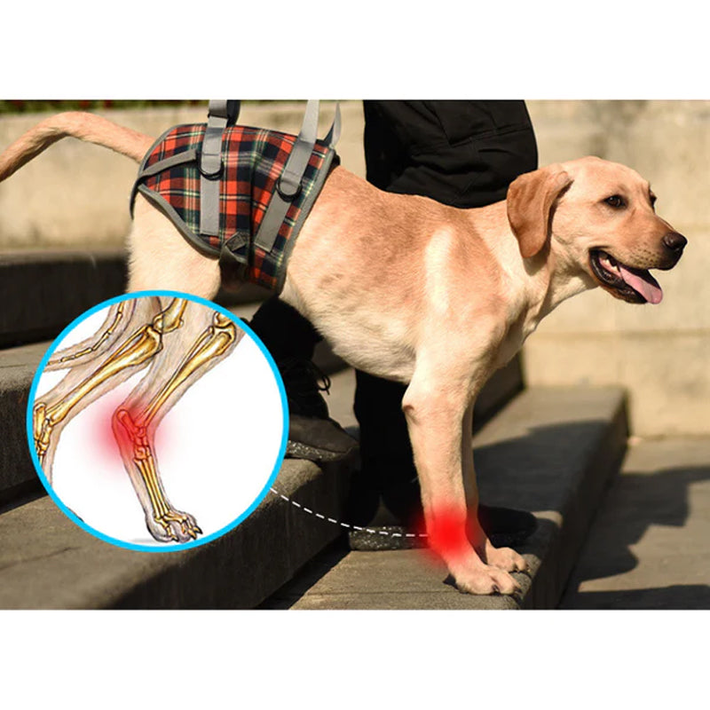 Orthopedic Hind Leg Harness