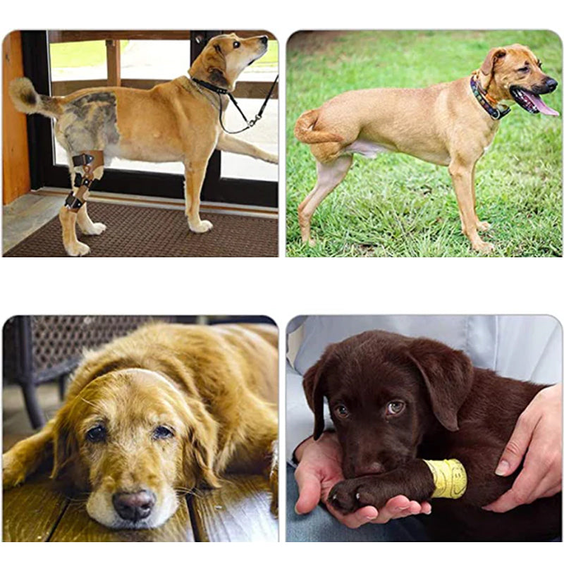Orthopedic Hind Leg Harness