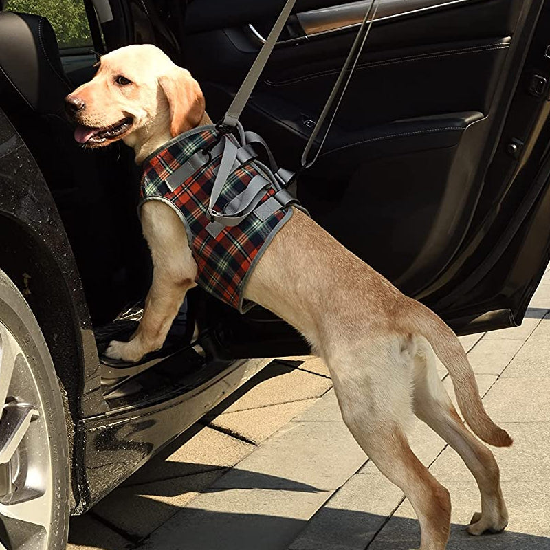 Orthopedic Hind Leg Harness