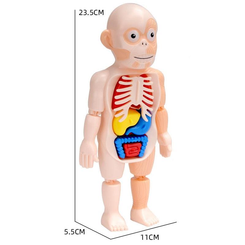 Spooky Fun: Kids' Anatomy Set - Educational and Interactive Toy