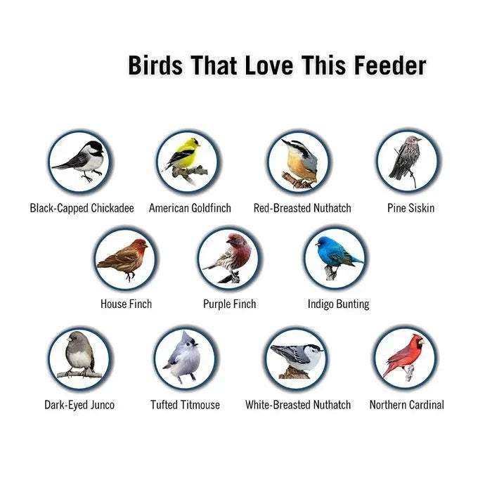 Squirrel-Proof Bird Feeder with Anti-Squirrel Design