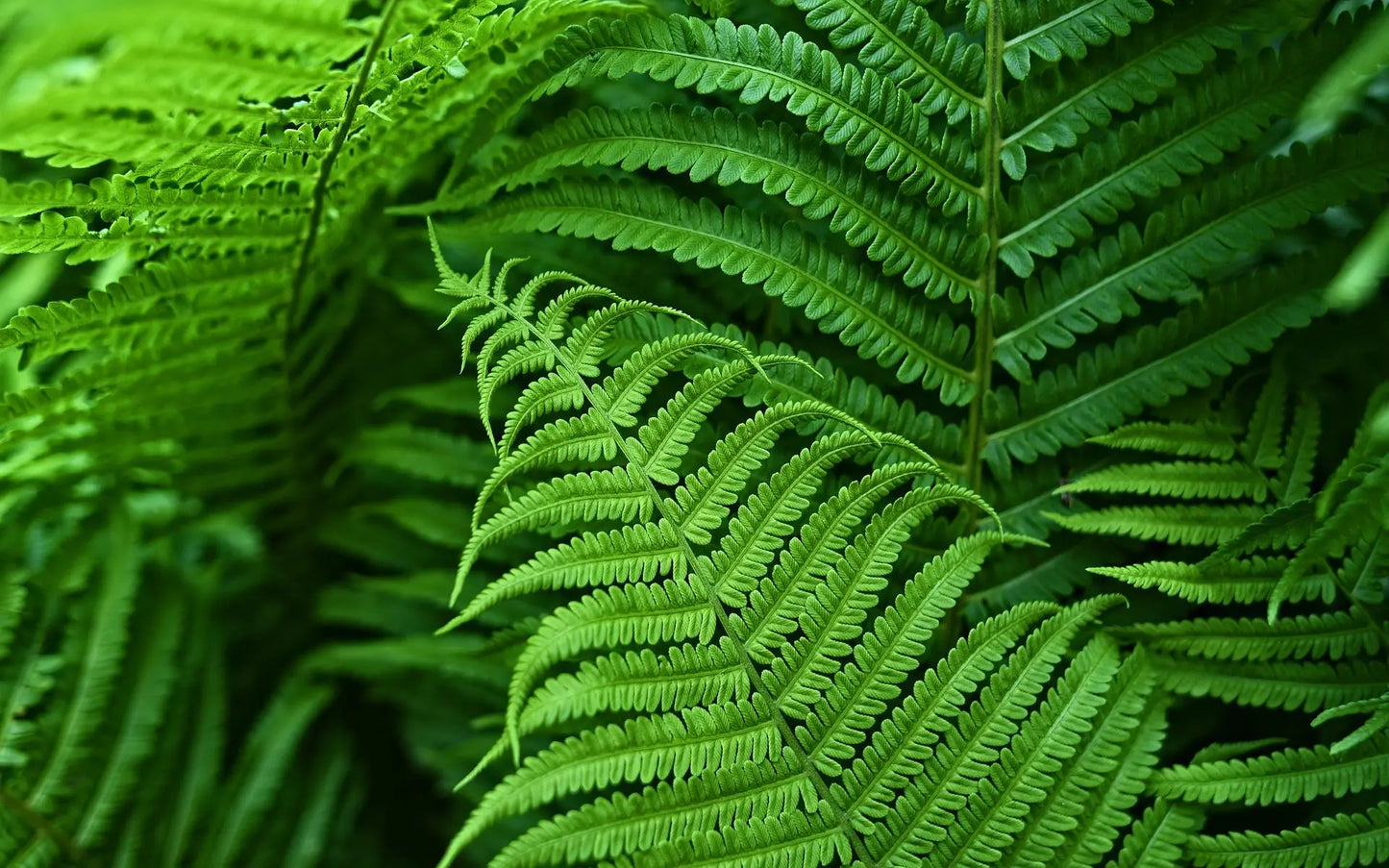 UV-Resistant Lifelike Artificial Boston Fern for Outdoor Décor