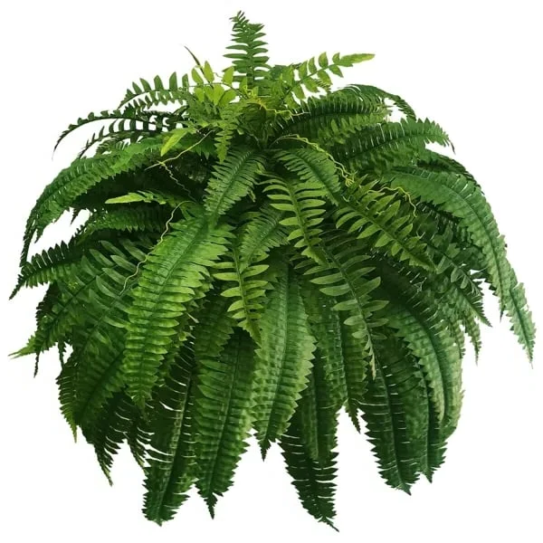 UV-Resistant Lifelike Artificial Boston Fern for Outdoor Décor
